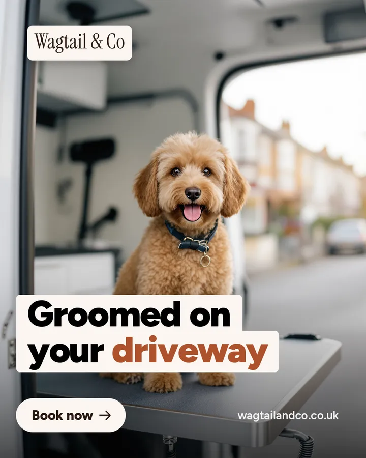 Sample photo ad for a mobile dog groomer: Groomed on your driveway